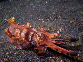 Flamboyant cuttlefish at Lembeh strait (North Sulawesi)
