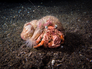 Hermit crab at Lembeh strait (North Sulawesi)
