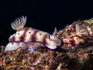 Nudibranches (Risbecia Tryoni) at Dive in Tulamben (Bali)