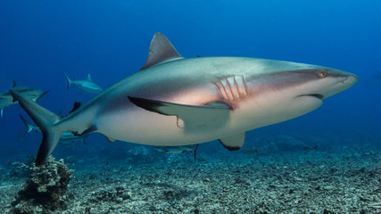 A big reef shark at Tahiti la vallee blache