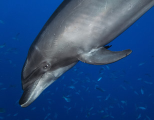 Naklejka premium Bottlednosed Dolphin at Socorro islands