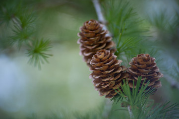 Pommes de pin