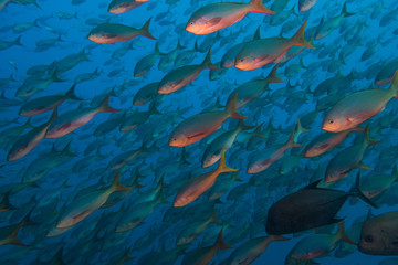 school of fusiliers passing by at socorro islands