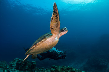 Obraz na płótnie Canvas A green turtle swims near diver at in Reunion islands