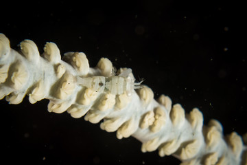 Micro shrimp diving in Reunion islands from the shore