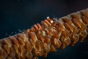 Micro shrimp diving in Reunion islands from the shore