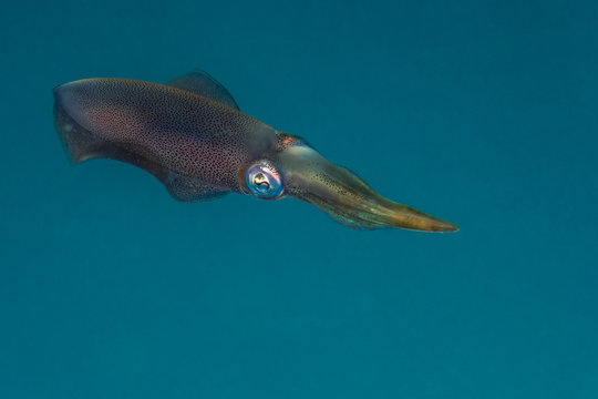 Squid Near Dominica Reefs