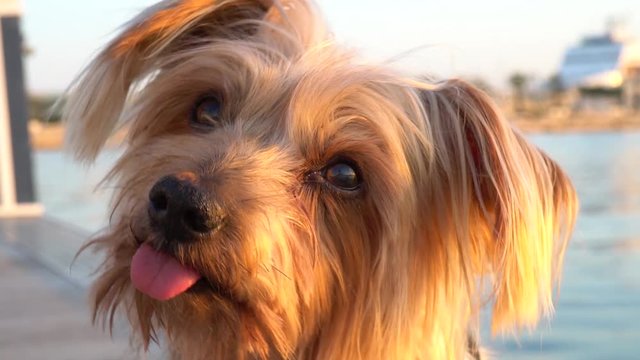 dog with curiosity expression raising his ears, Dog tilting his head Yorkshire Terrier doggy. Handheld Footage casual warm colors sunset
