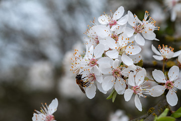 Prunus cerasifera wildpflaume