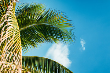 Palmen in der Karibik auf Jamaika