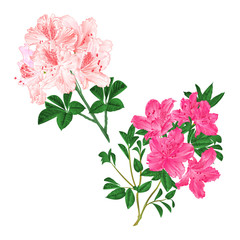 Branches light pink and pink flowers rhododendrons  mountain shrub on a white background set six vintage vector illustration editable hand draw