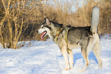 Fototapeta na wymiar Husky stands in the snow on a blurred background of trees