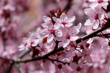 Closeup image of delicate spring pink blossom of tree prunus on little branch, blooming, leaves, warm colors, blurry background, copy space. Spring season.Nature concept.