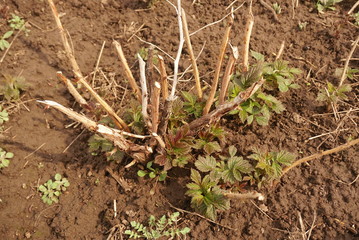 young shoot on raspberries