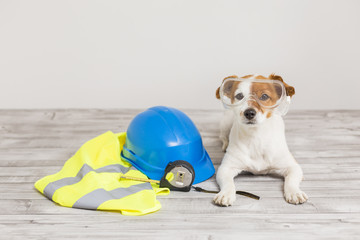 cute small dog with protection equipment: goggles, blue helmet, yellow reflective vest and meter....
