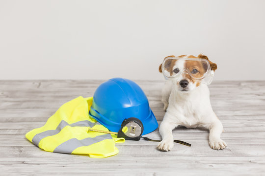 cute small dog with protection equipment: goggles, blue helmet, yellow reflective vest and meter. Construction concept