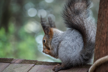 gray fluffy squirrel is on a branch of a tree
