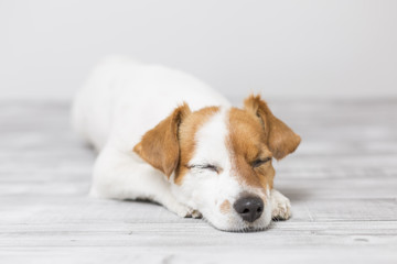 portrait of a cute small dog lying on the sofa and sleeping. Feeling tired or bored. Pets indoors, home, lifestyle. white background