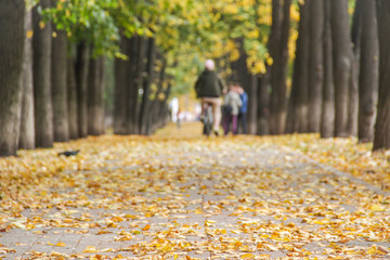 Fototapeta premium Colorful golden alley in the autumn park. Man is riding the bicycle away blurry