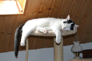 schlafender Kater auf dem Kratzbaum