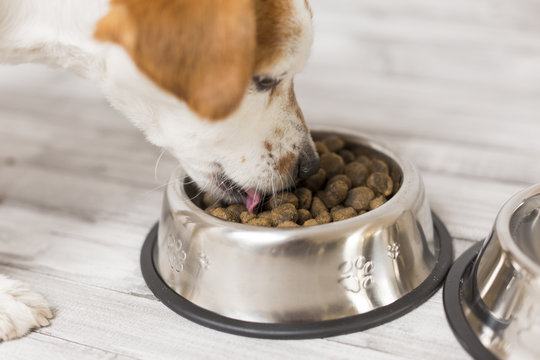 Can Dogs Taste Spicy? Find Out How Spices Affect Your Pet's Taste Buds Discover Whether Dogs Can Taste Spicy Foods and the Risks Involved