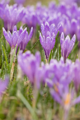 Obraz premium Flowers of Crocus albiflorus