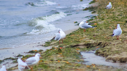 A flock of small gulls sitting by the water on the shore
