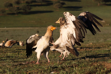 Egyptian vulture in to the steppe