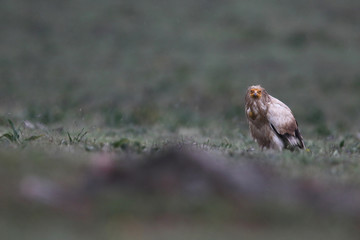 Egyptian vulture in to the steppe