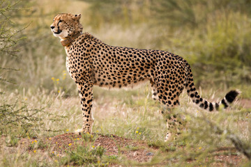 Female Cheetah on the lookout for prey