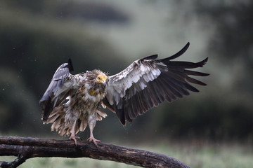 Egyptian vulture in to the steppe