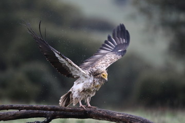 Egyptian vulture in to the steppe