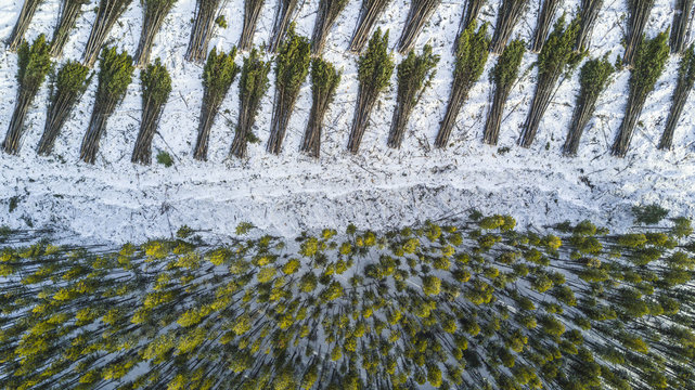 Clearcut logging from above