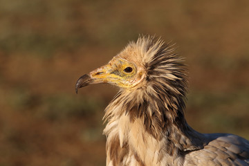 Egyptian vulture in to the steppe