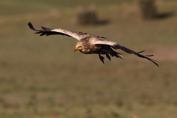 Egyptian vulture in to the steppe