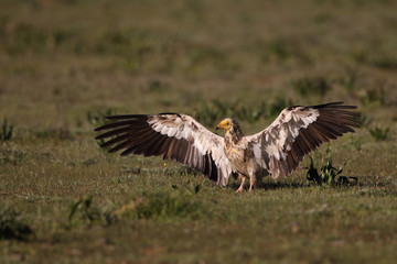 Egyptian vulture in to the steppe
