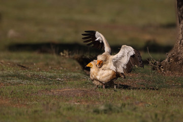 Egyptian vulture in to the steppe