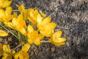 Yellow crocus flowers from above in a garden
