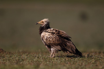 Egyptian vulture in to the steppe