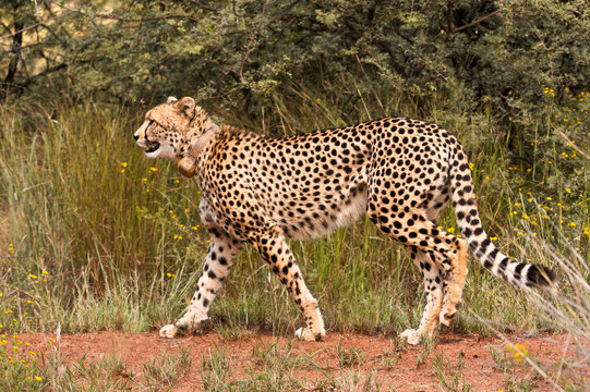 Female Cheetah strolling around to start the stalk 