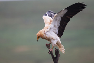 Egyptian vulture in to the steppe