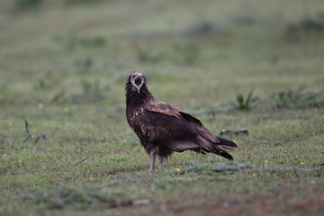 Egyptian vulture in to the steppe