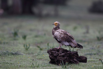 Egyptian vulture in to the steppe