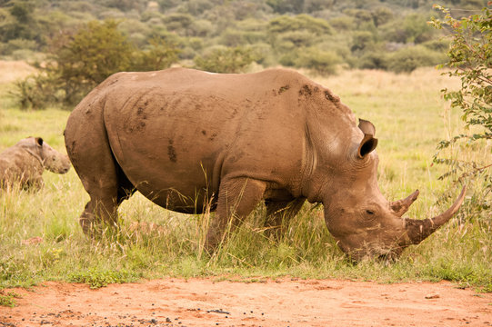 White Rhinoceros mother with her young calf in the background