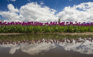 Tulips refected in water