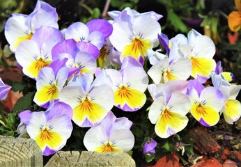 Fleurs pensées violas jaunes blanches violets 