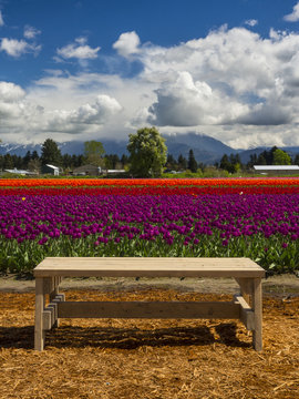A bench by a tulip field