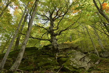 Obraz premium paesaggi naturali , uomo e tecnologia 