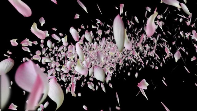 Pink lotus petals blossoms flying on on black.