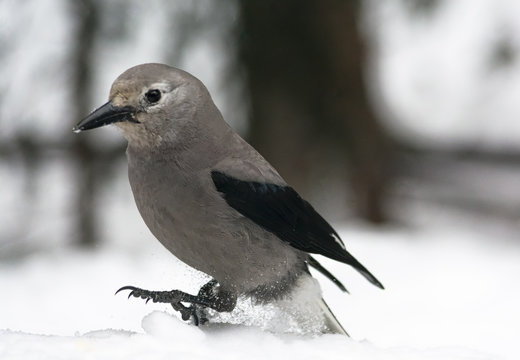 Hopping Clarks Nutcracker